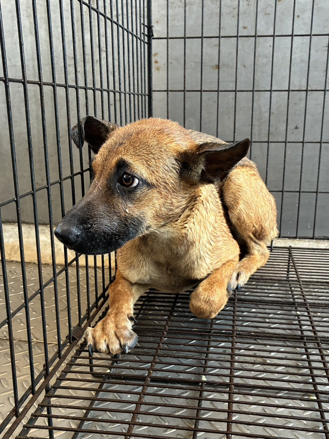 混種犬