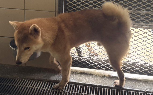 柴犬