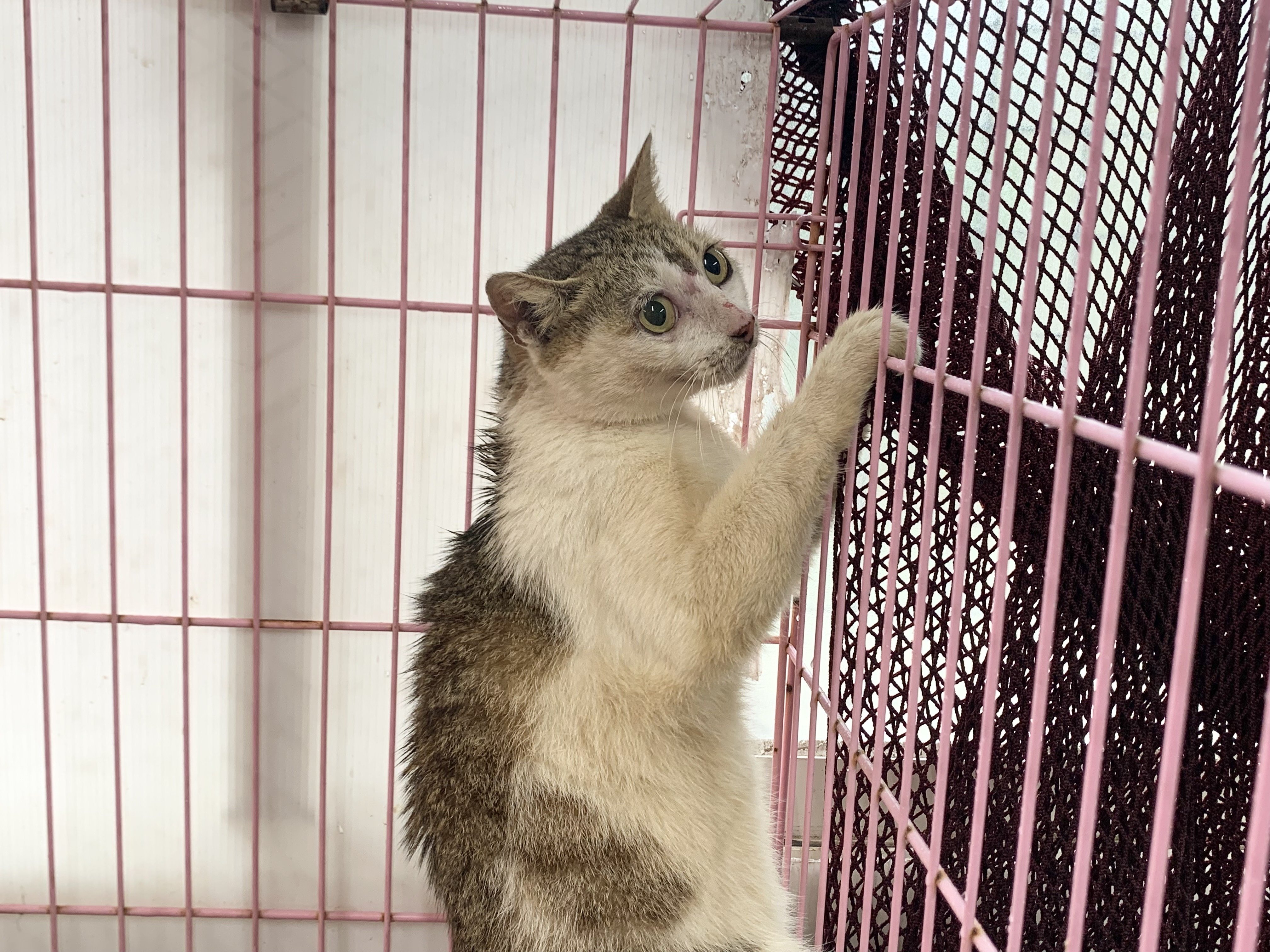 混種貓