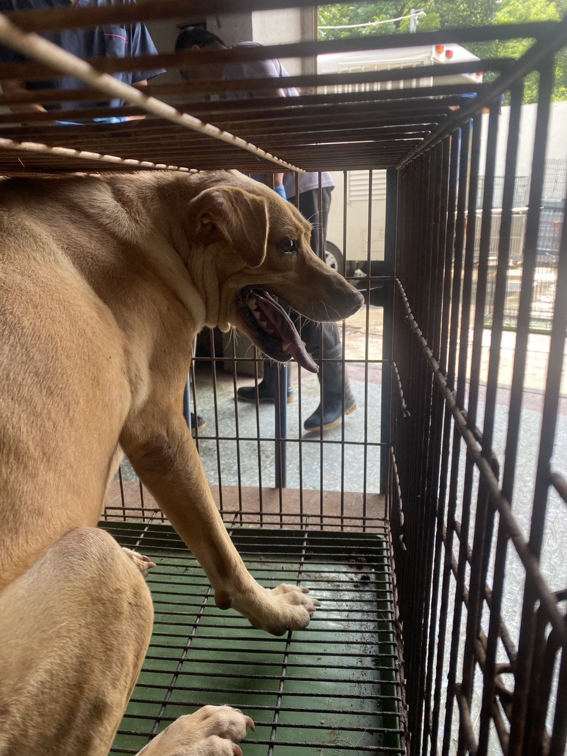 混種犬
