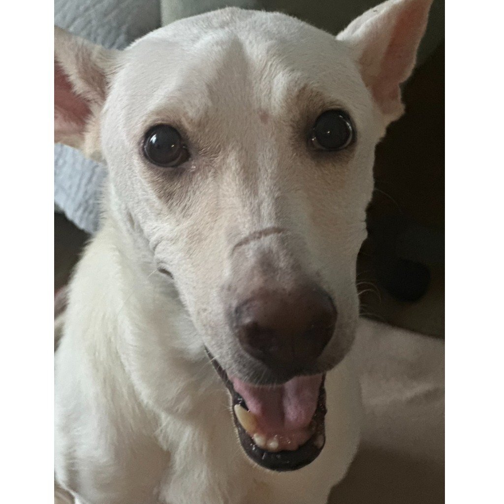 混種犬