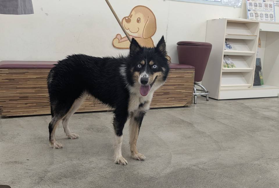 混種犬