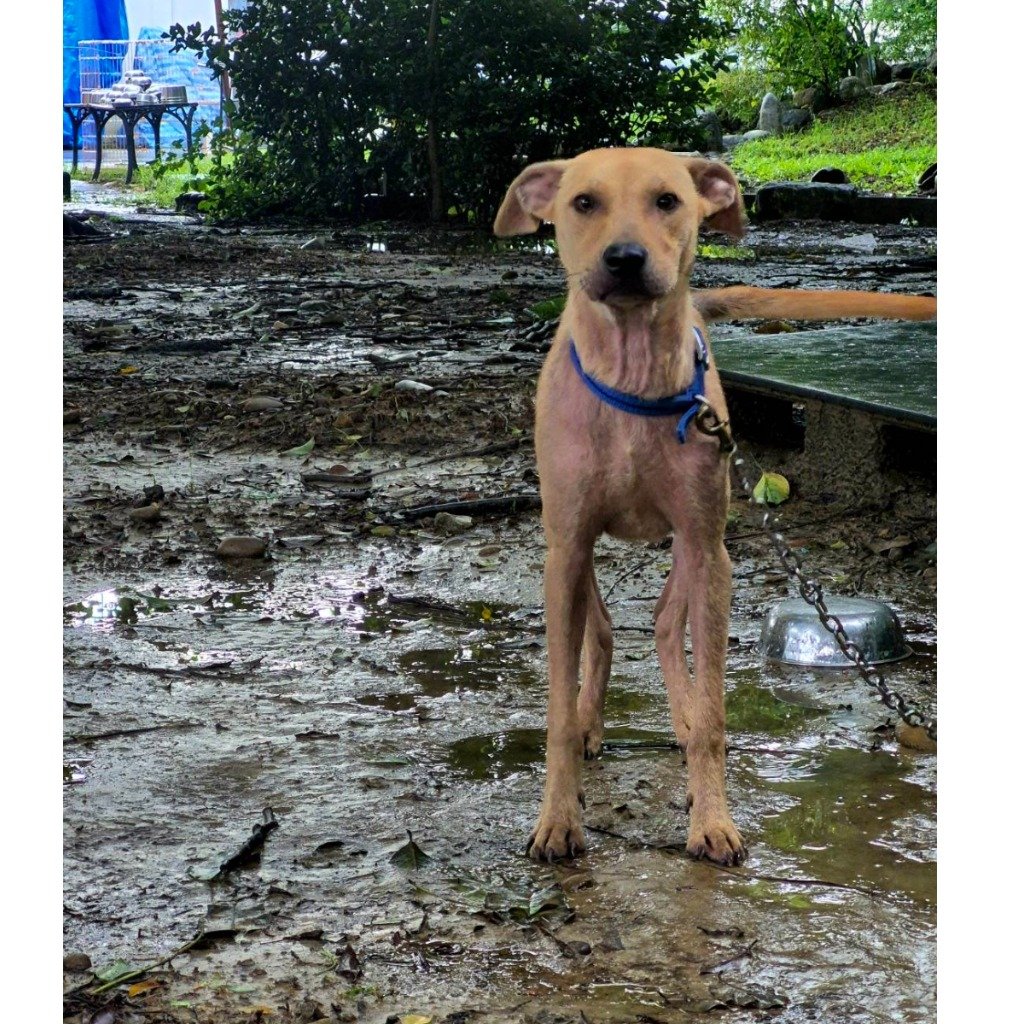 混種犬