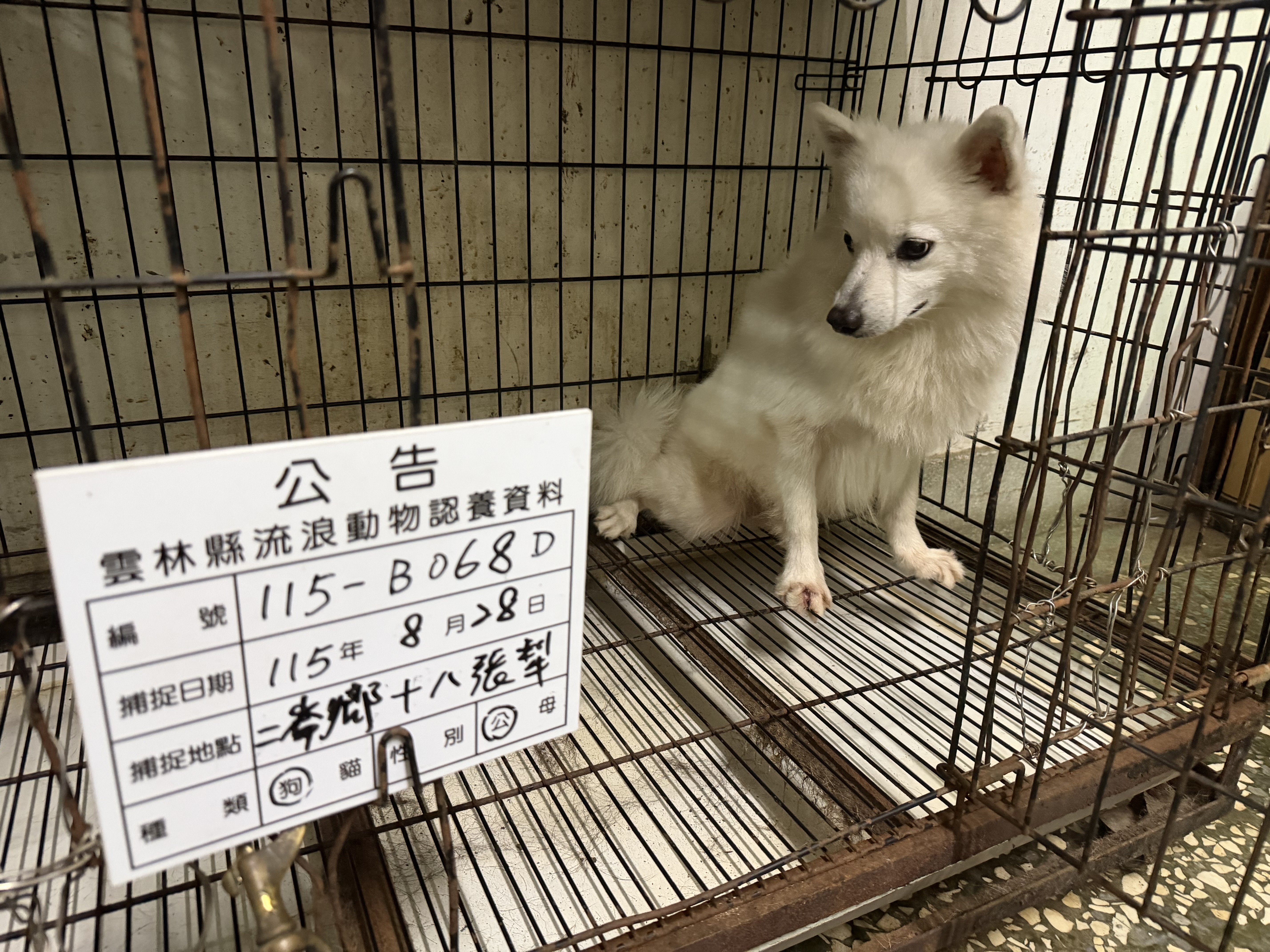 日本狐狸犬