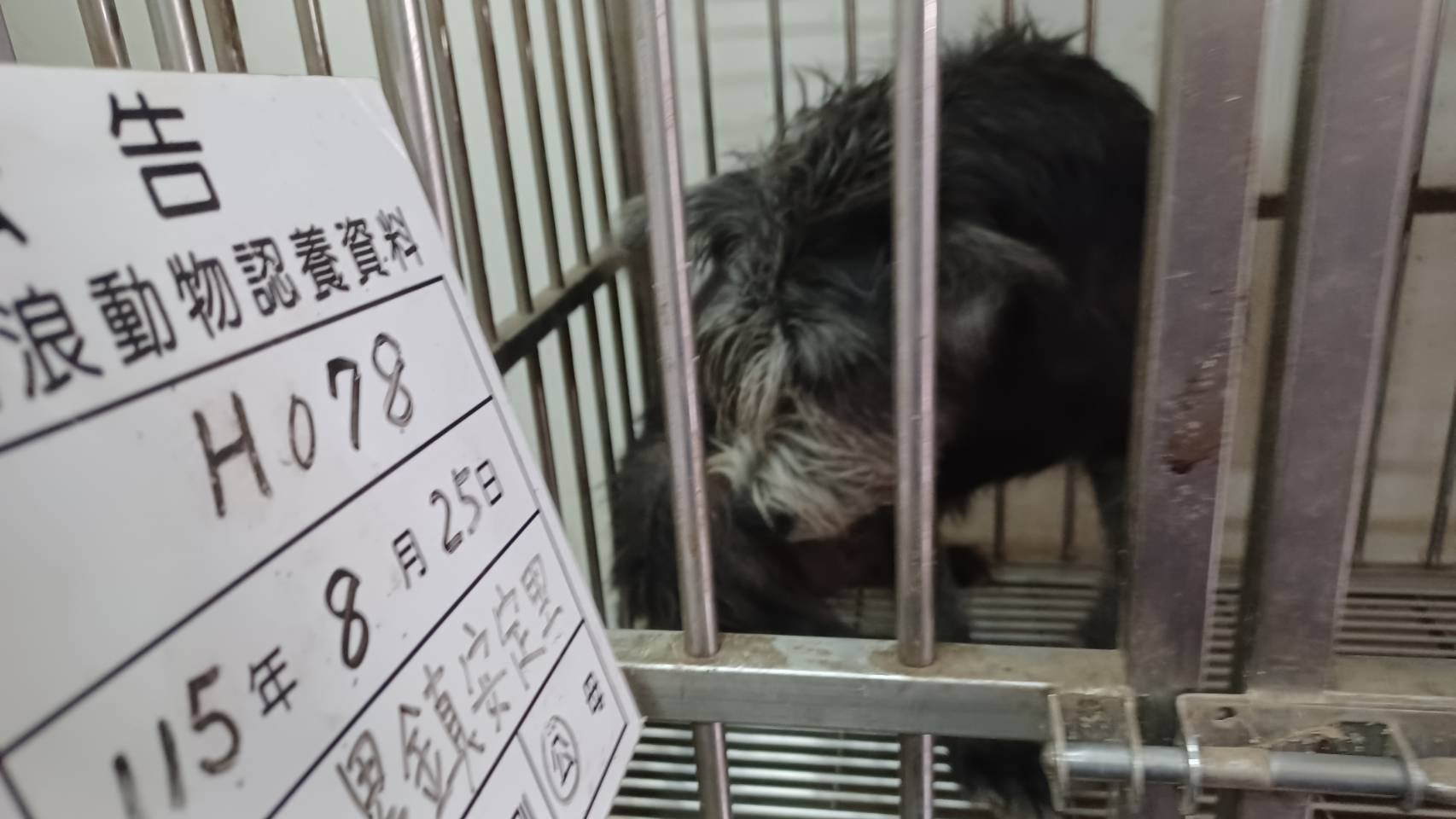 混種犬