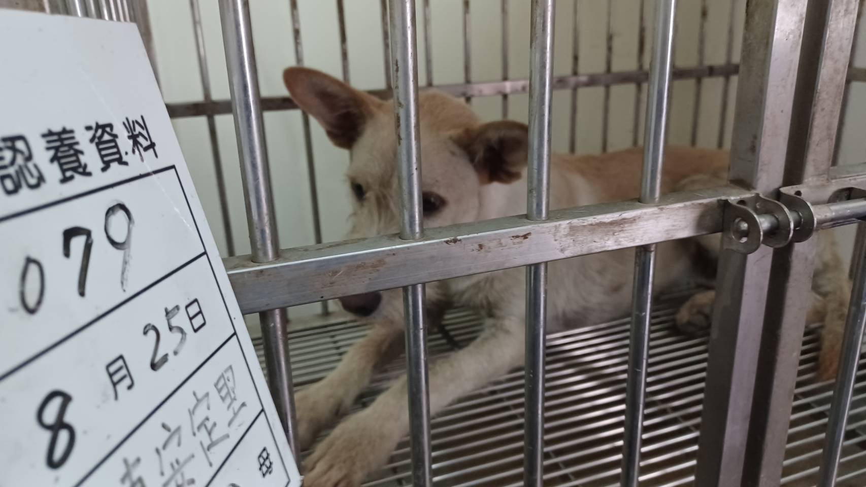 混種犬