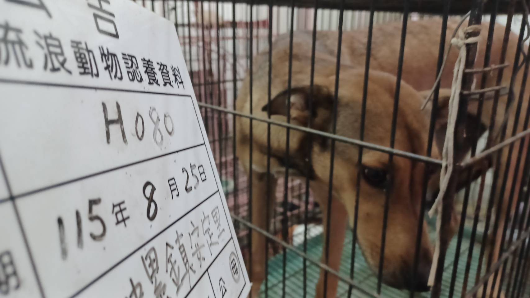 混種犬