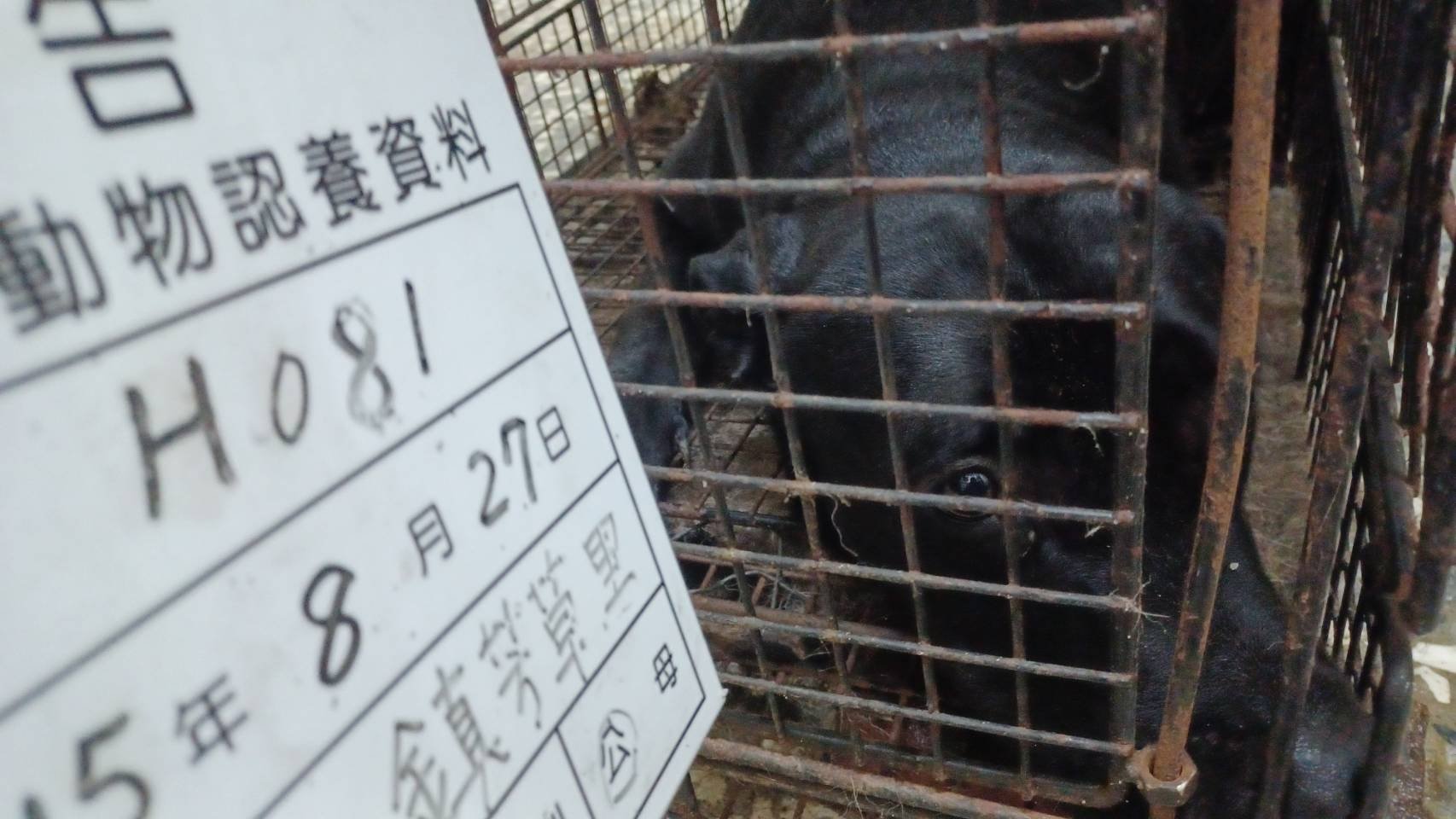 混種犬