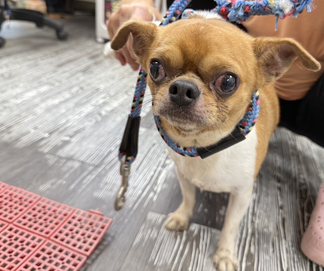 吉娃娃犬