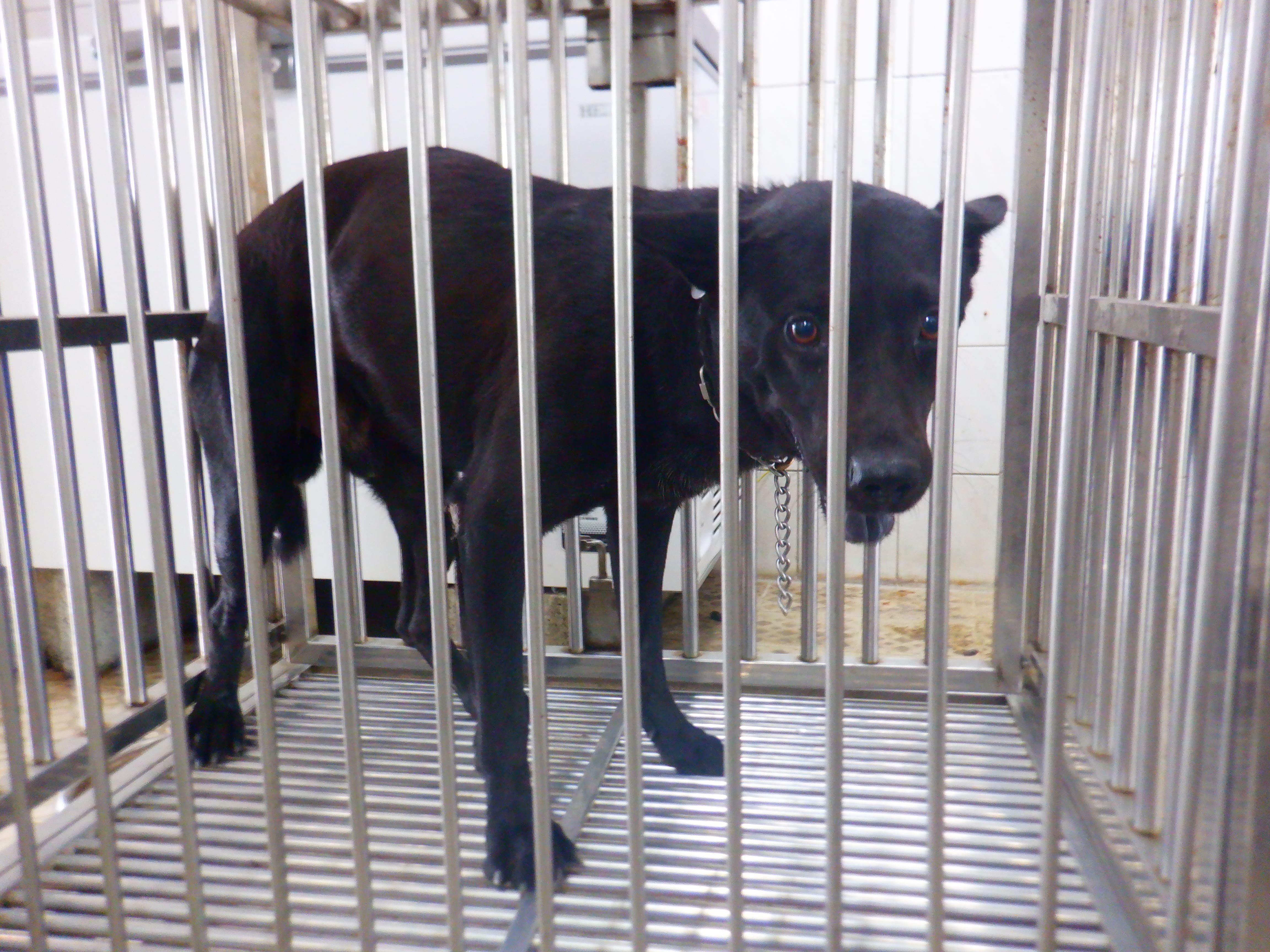 混種犬