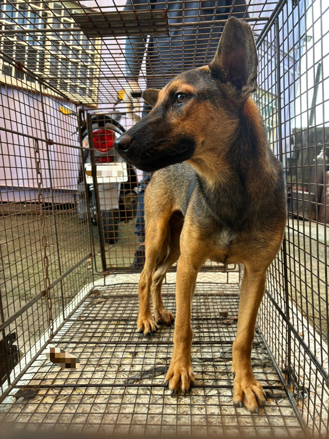 混種犬