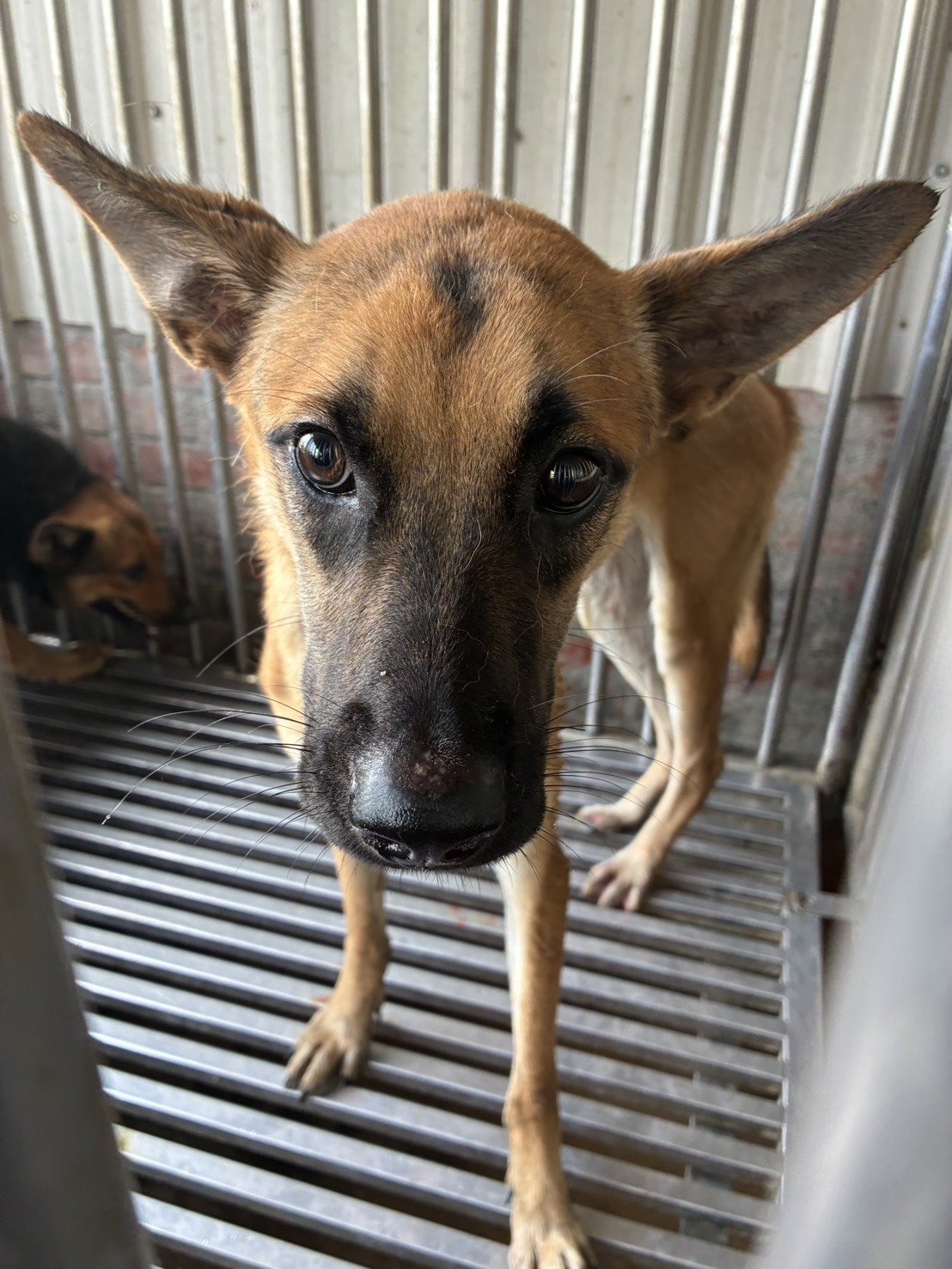 混種犬
