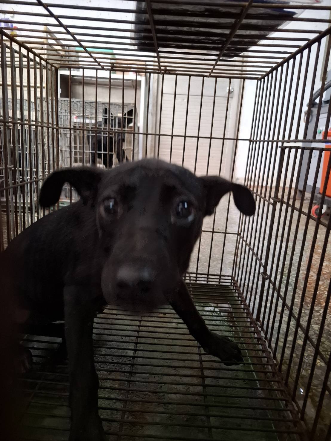 混種犬