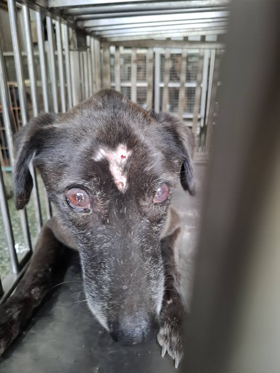 混種犬
