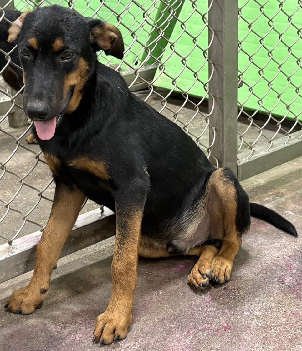 混種犬