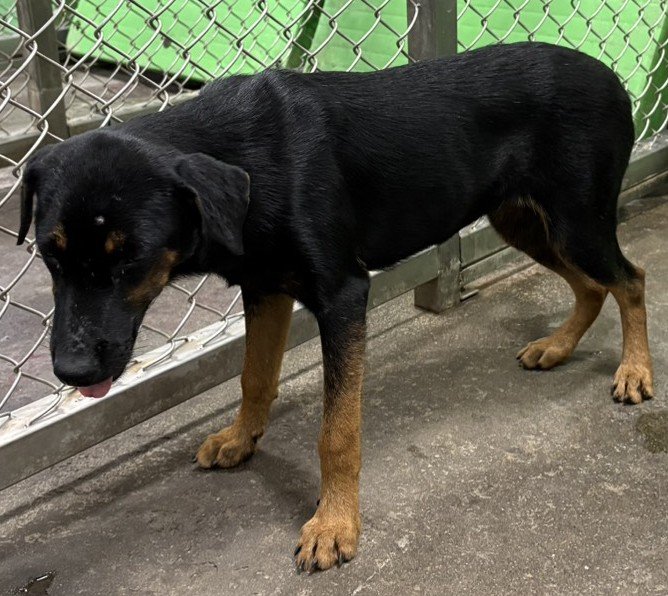 混種犬