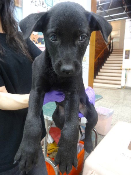 混種犬
