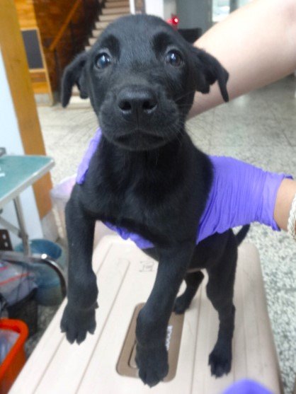 混種犬