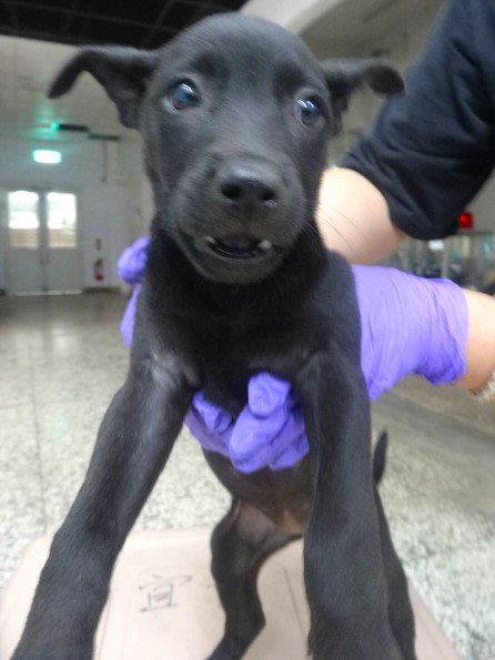 混種犬