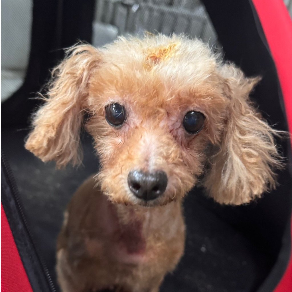 貴賓犬