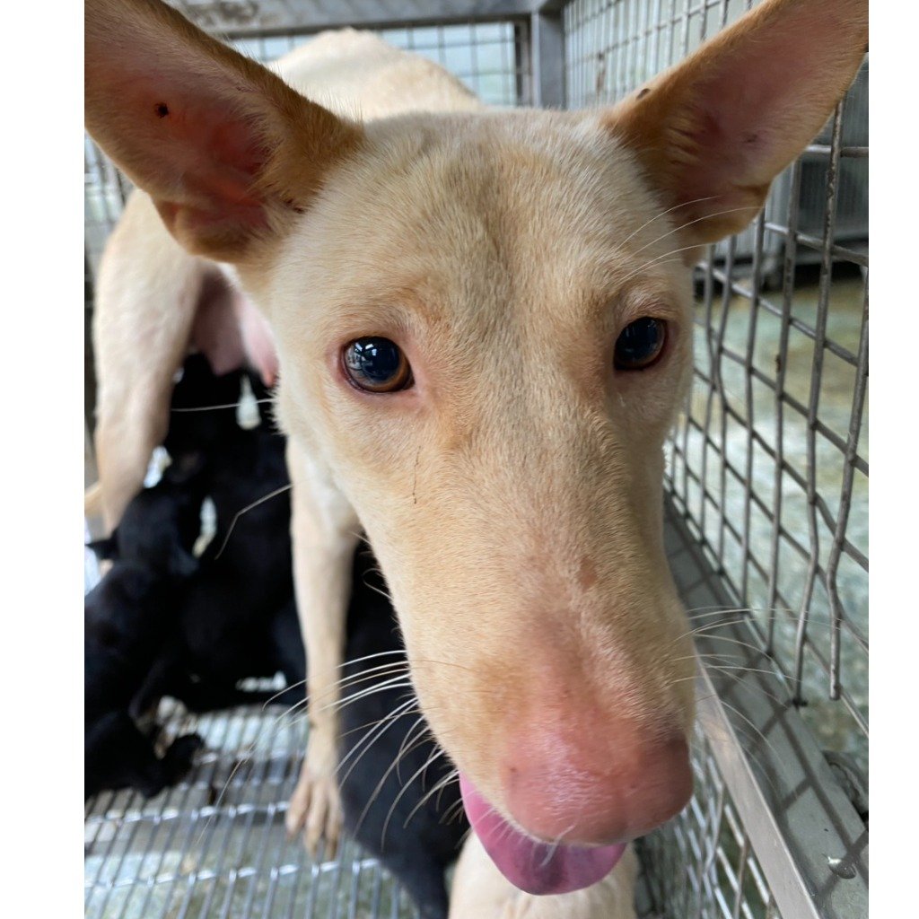 混種犬