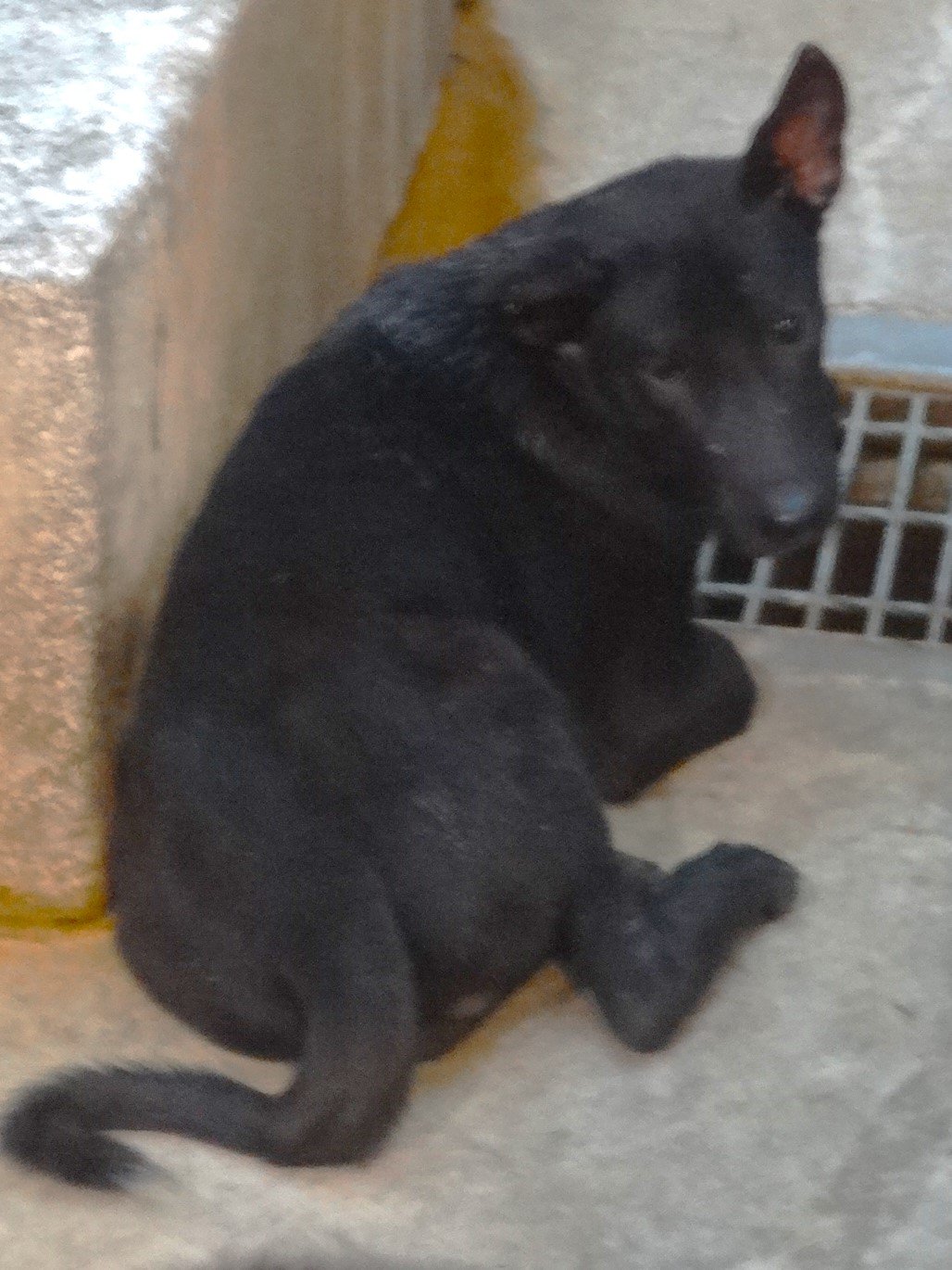混種犬