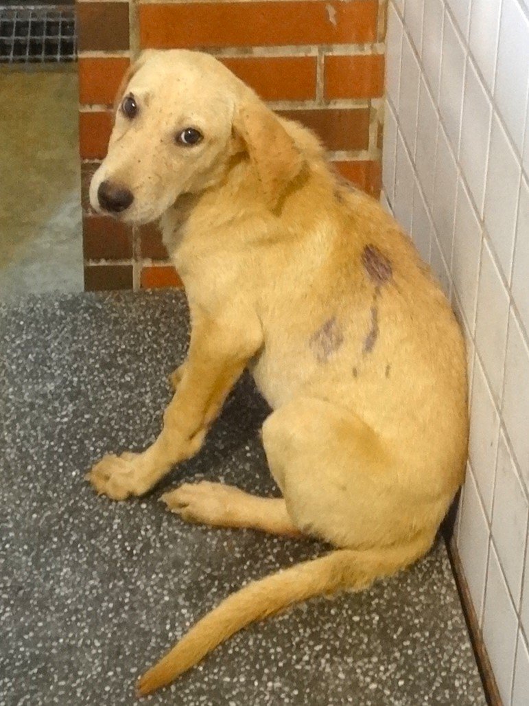 混種犬