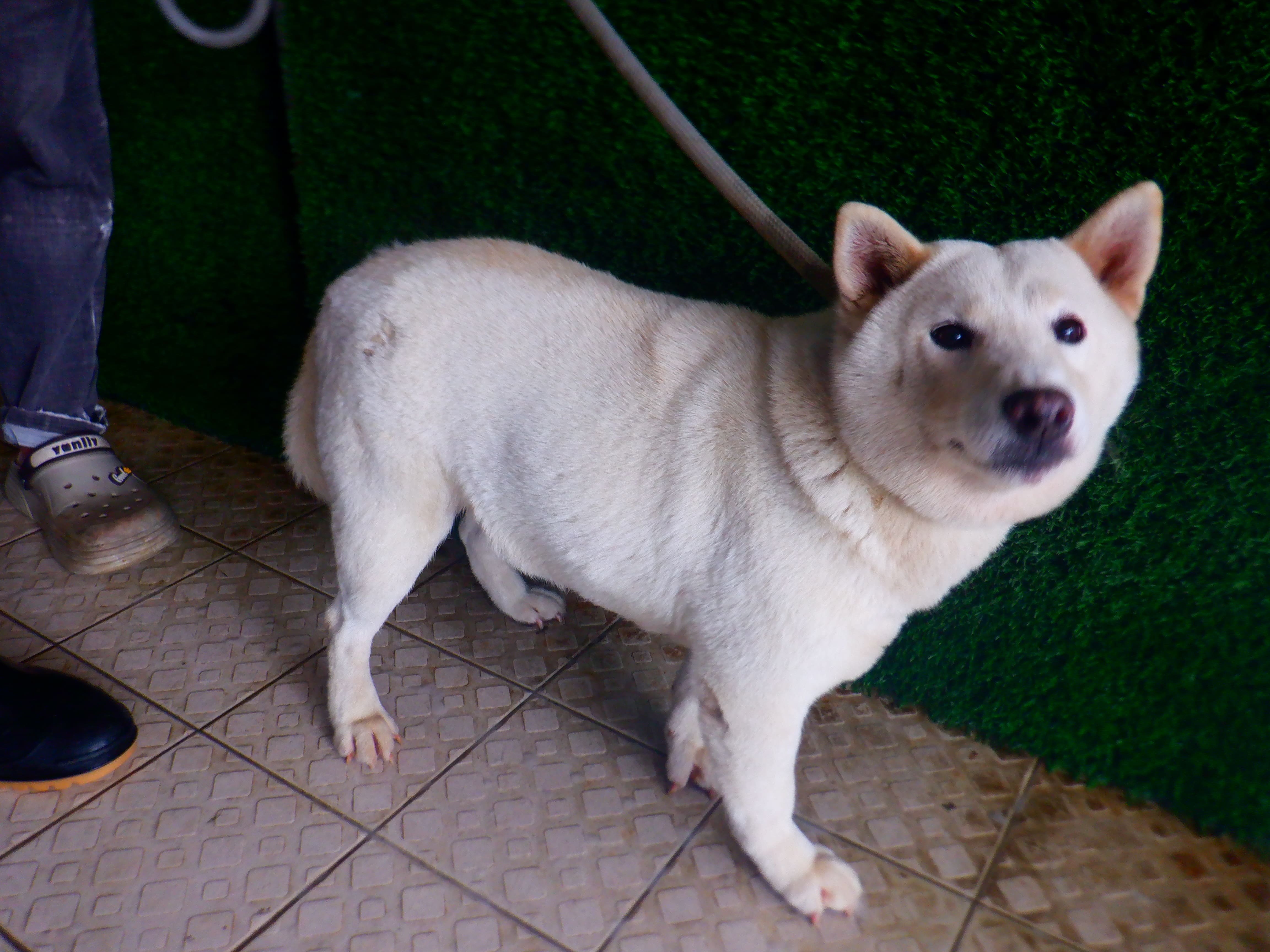 柴犬
