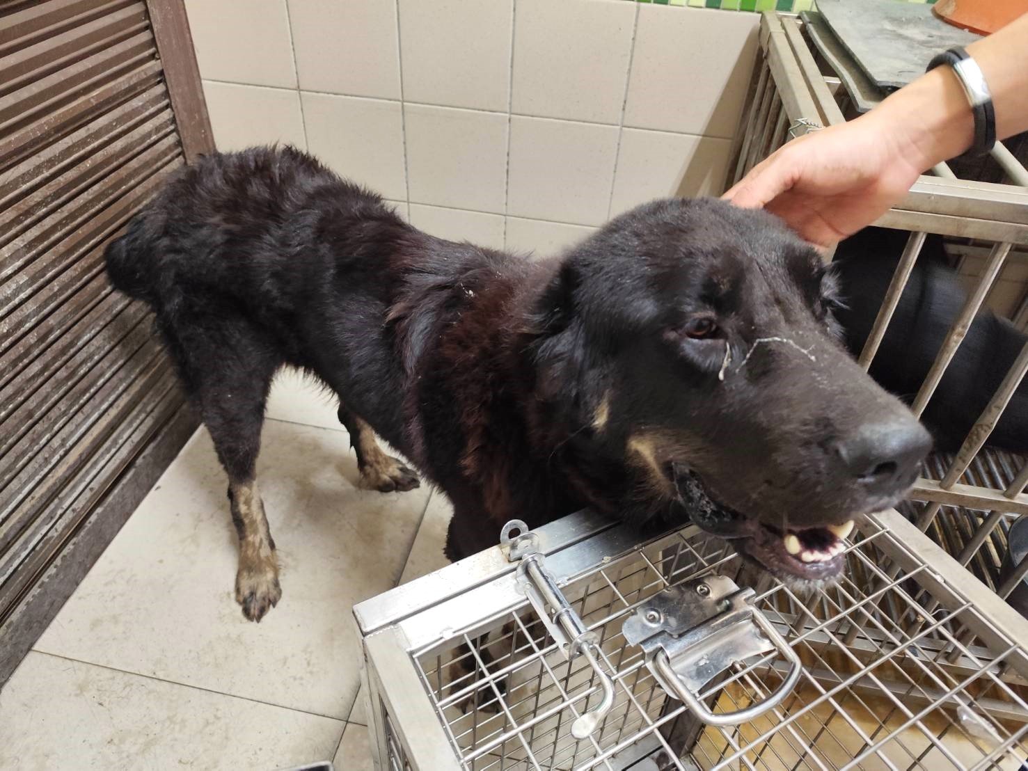 西藏獒犬