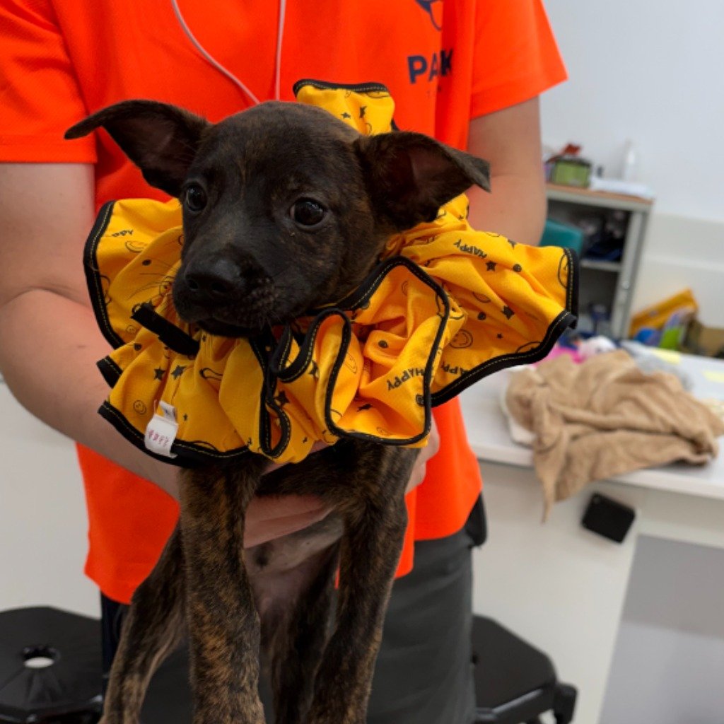 混種犬