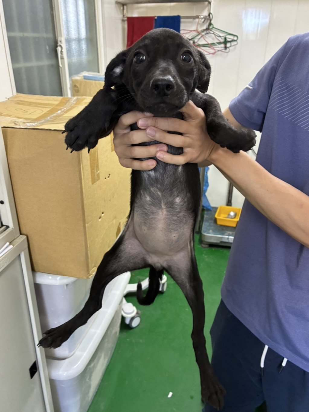 混種犬