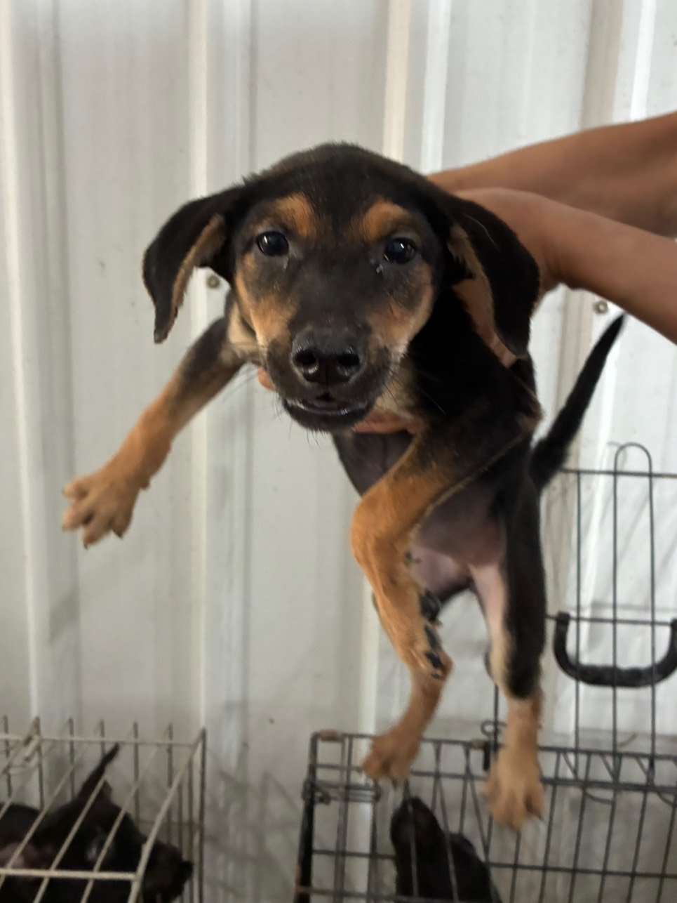 混種犬