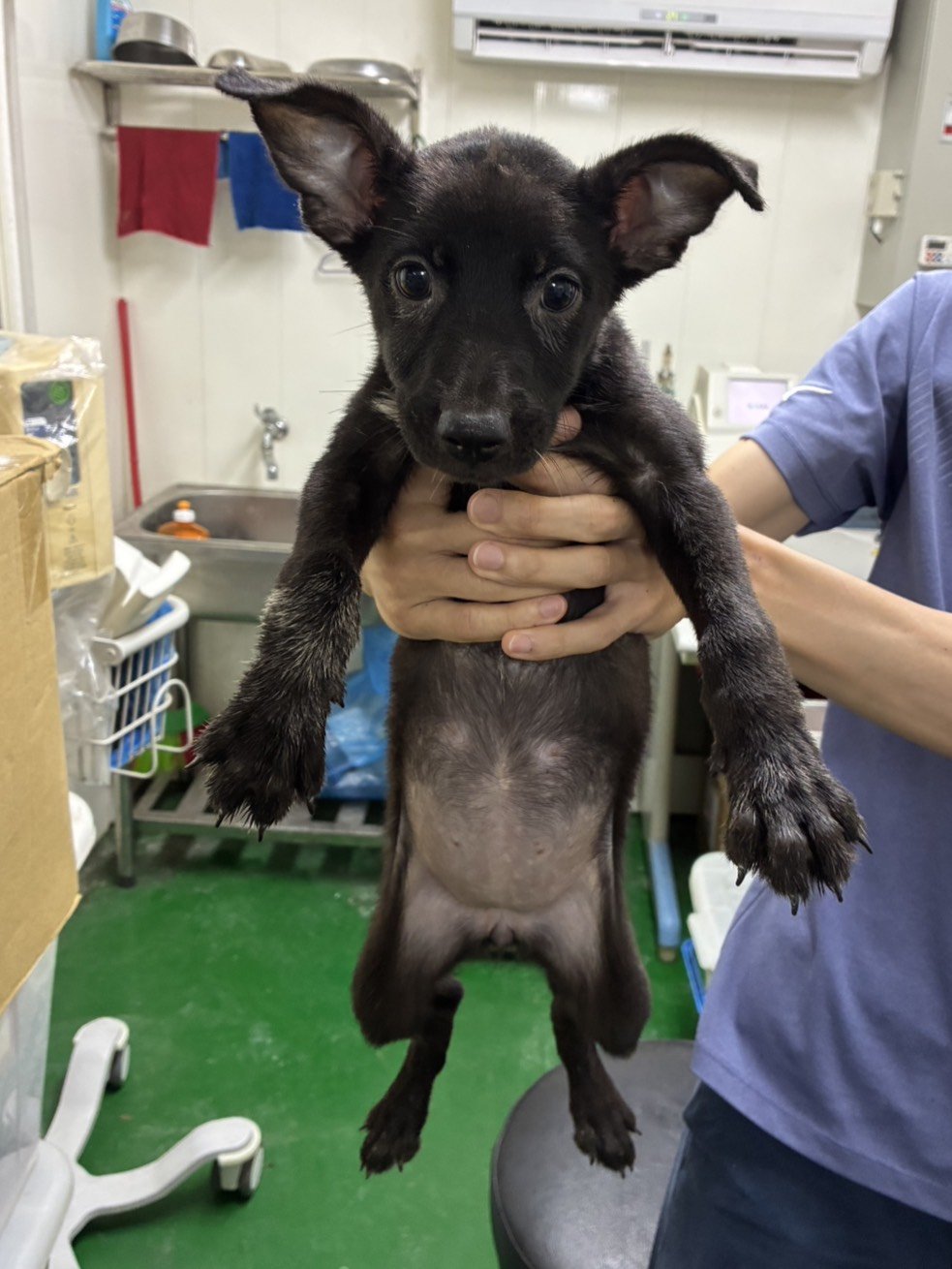 混種犬