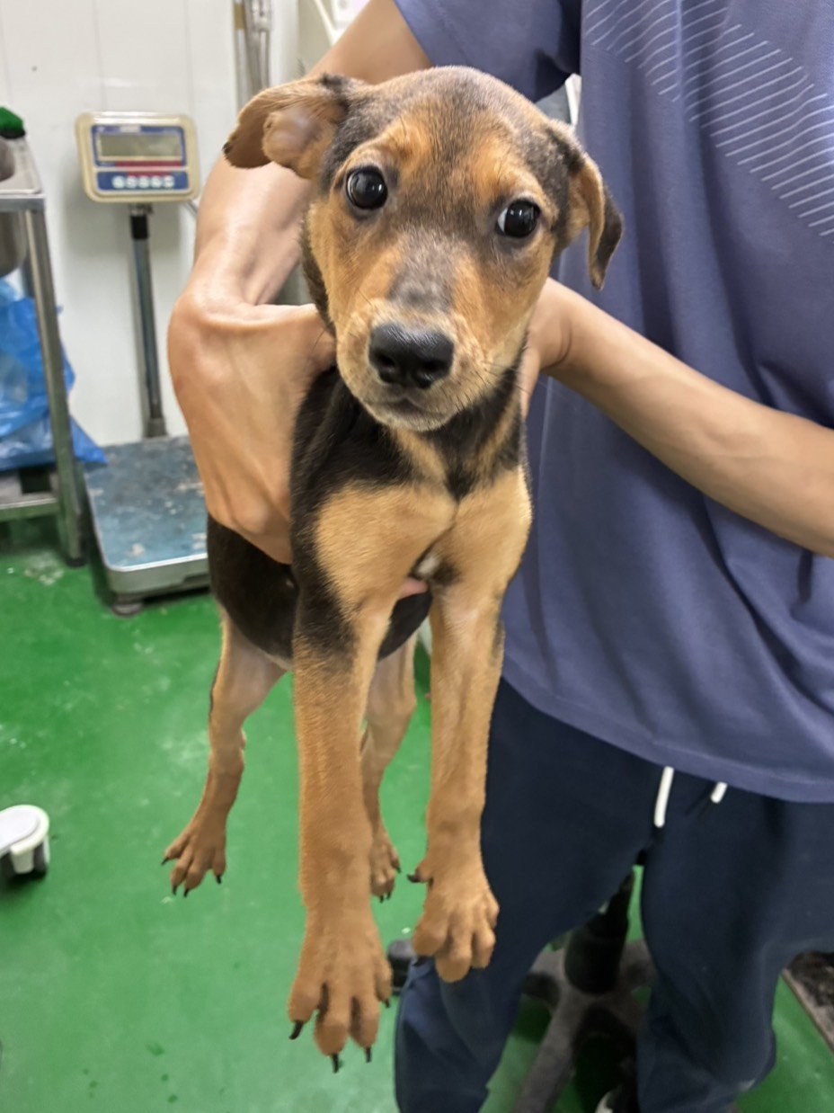 混種犬