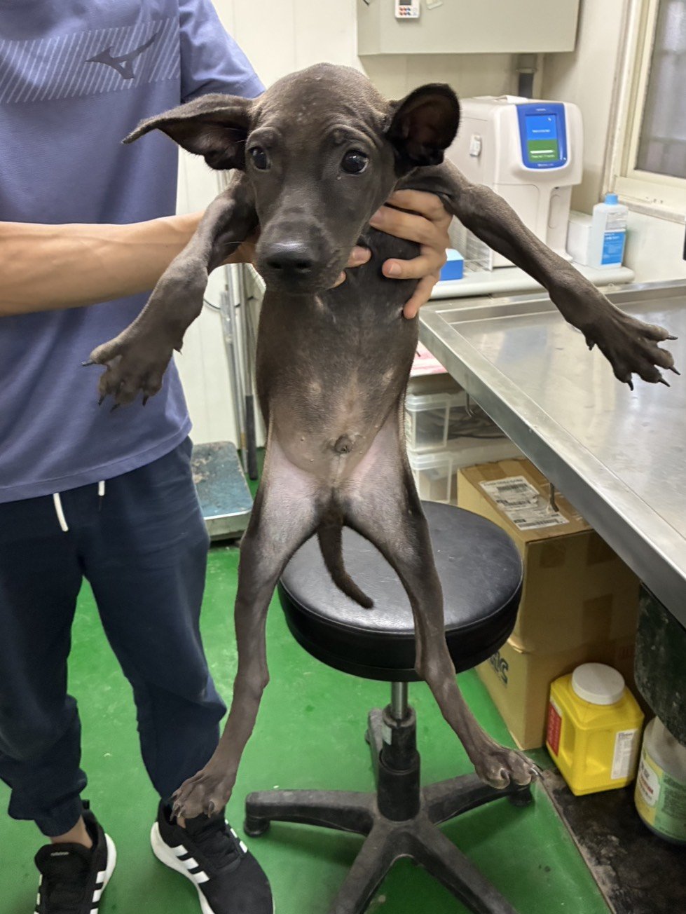 混種犬