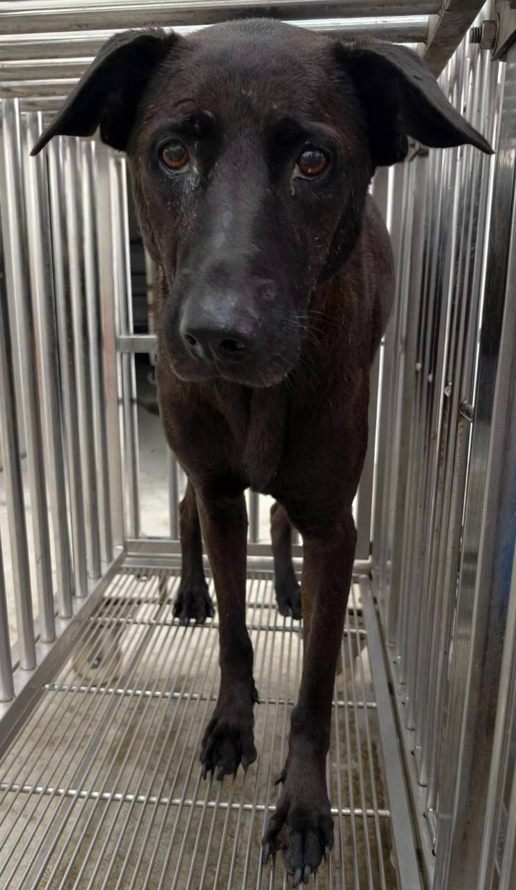 混種犬