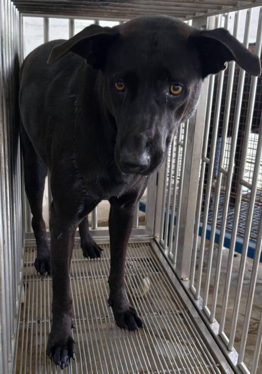 混種犬