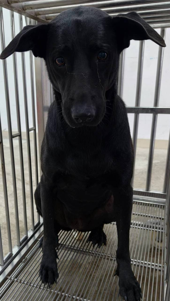 混種犬