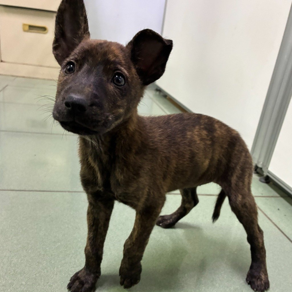 混種犬