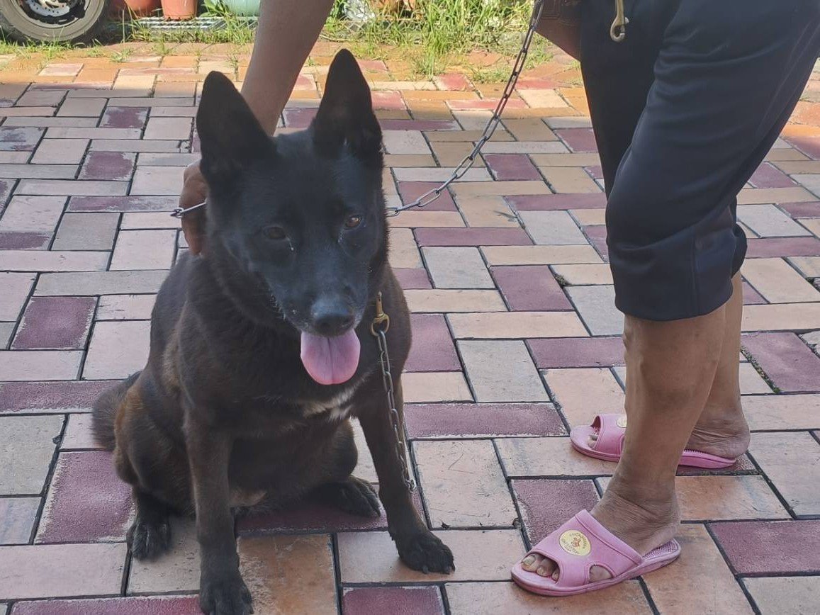 混種犬