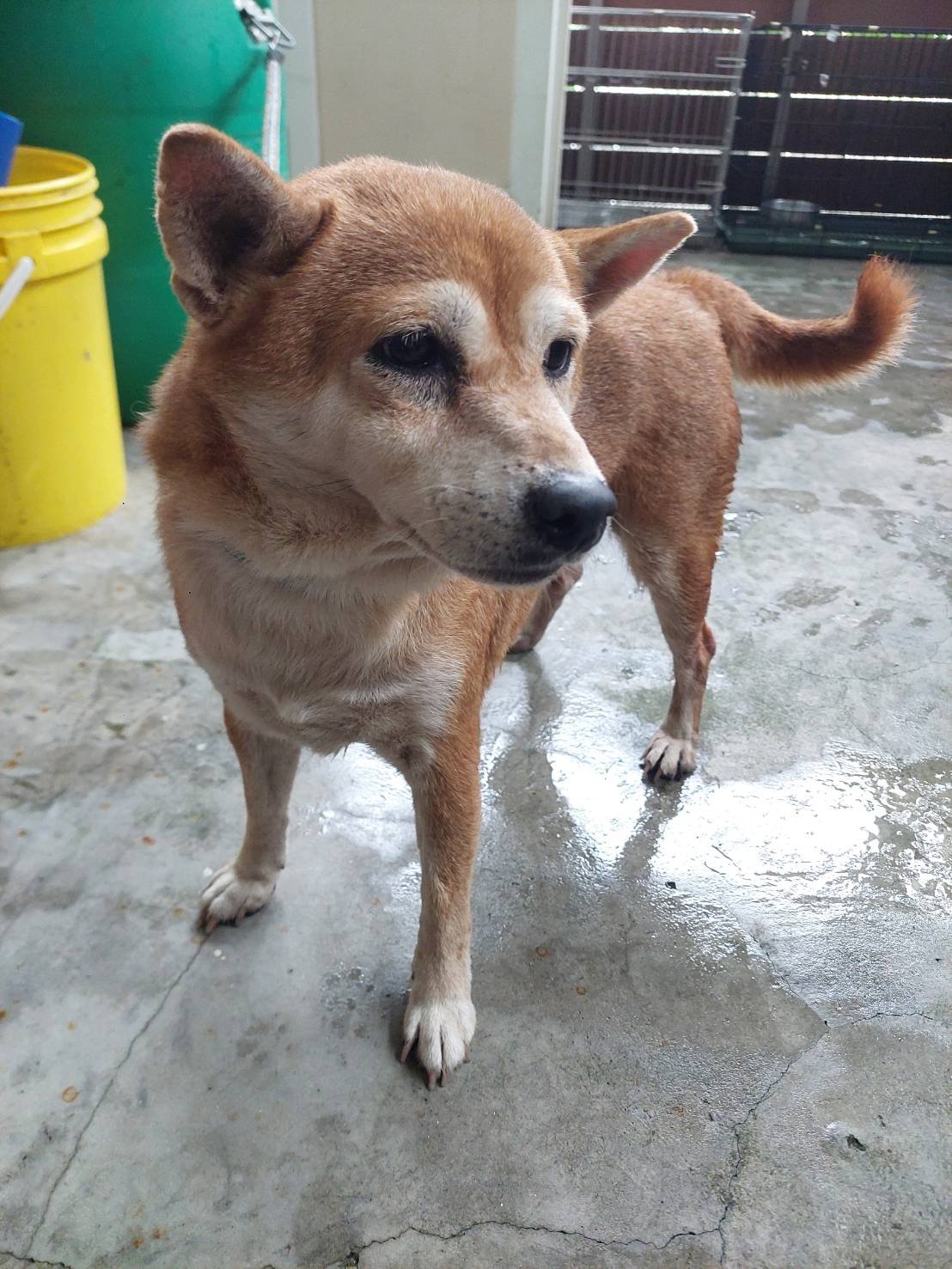 柴犬