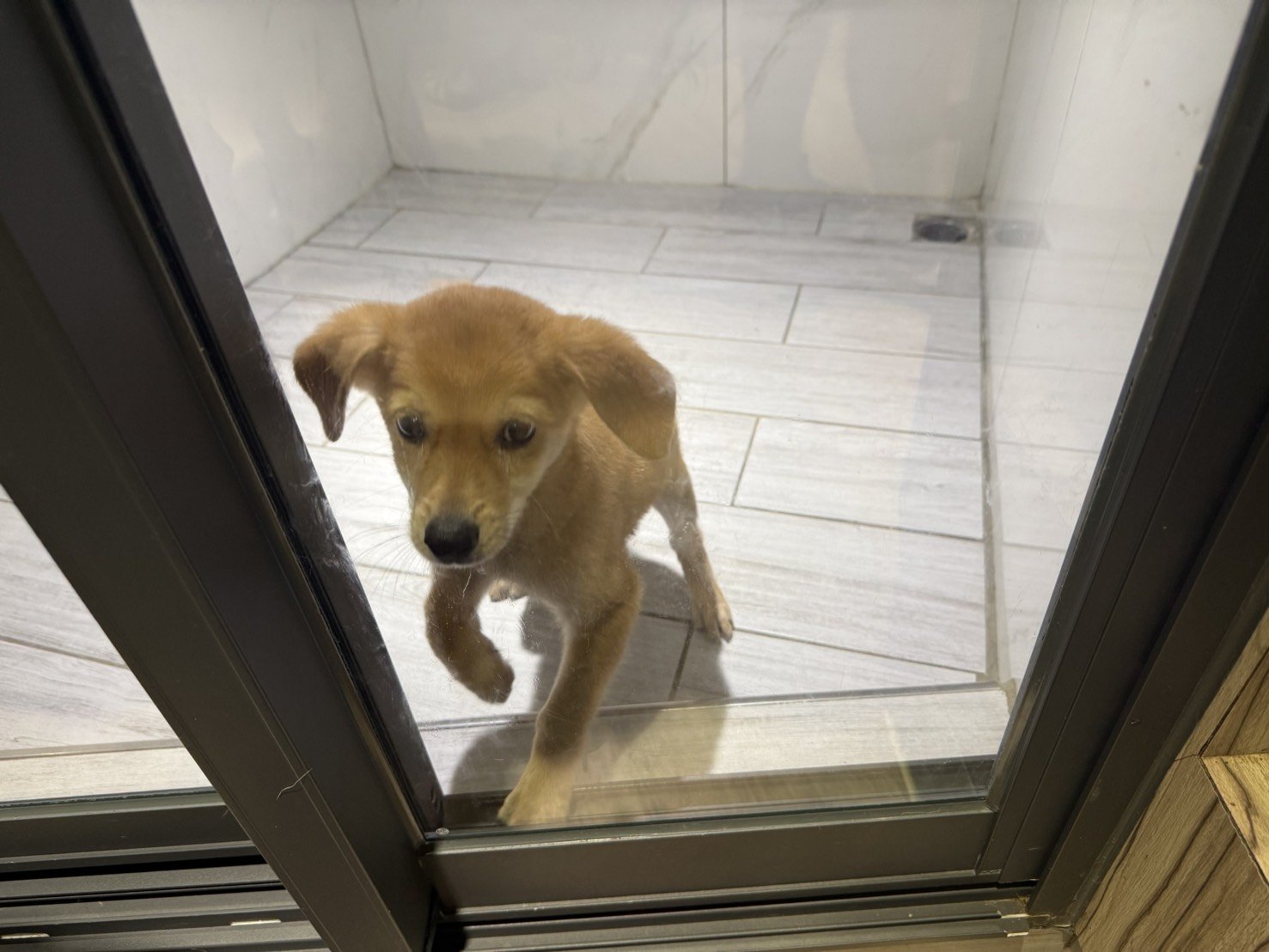 混種犬