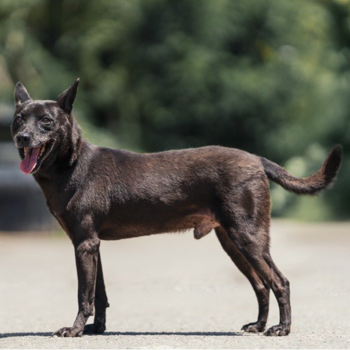 混種犬