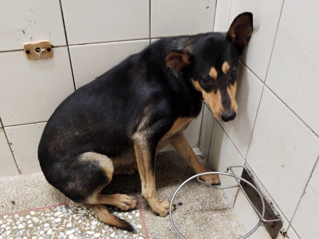 混種犬