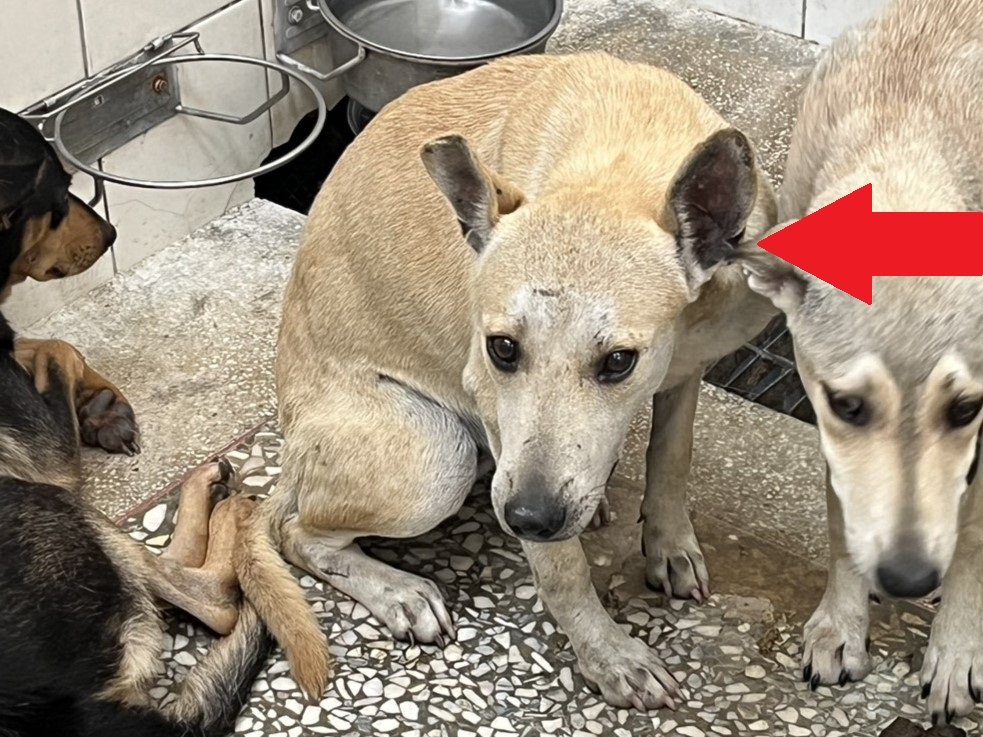 混種犬