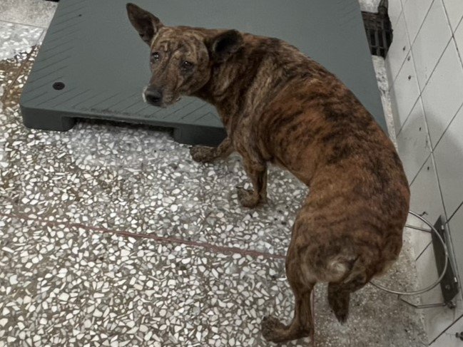 混種犬