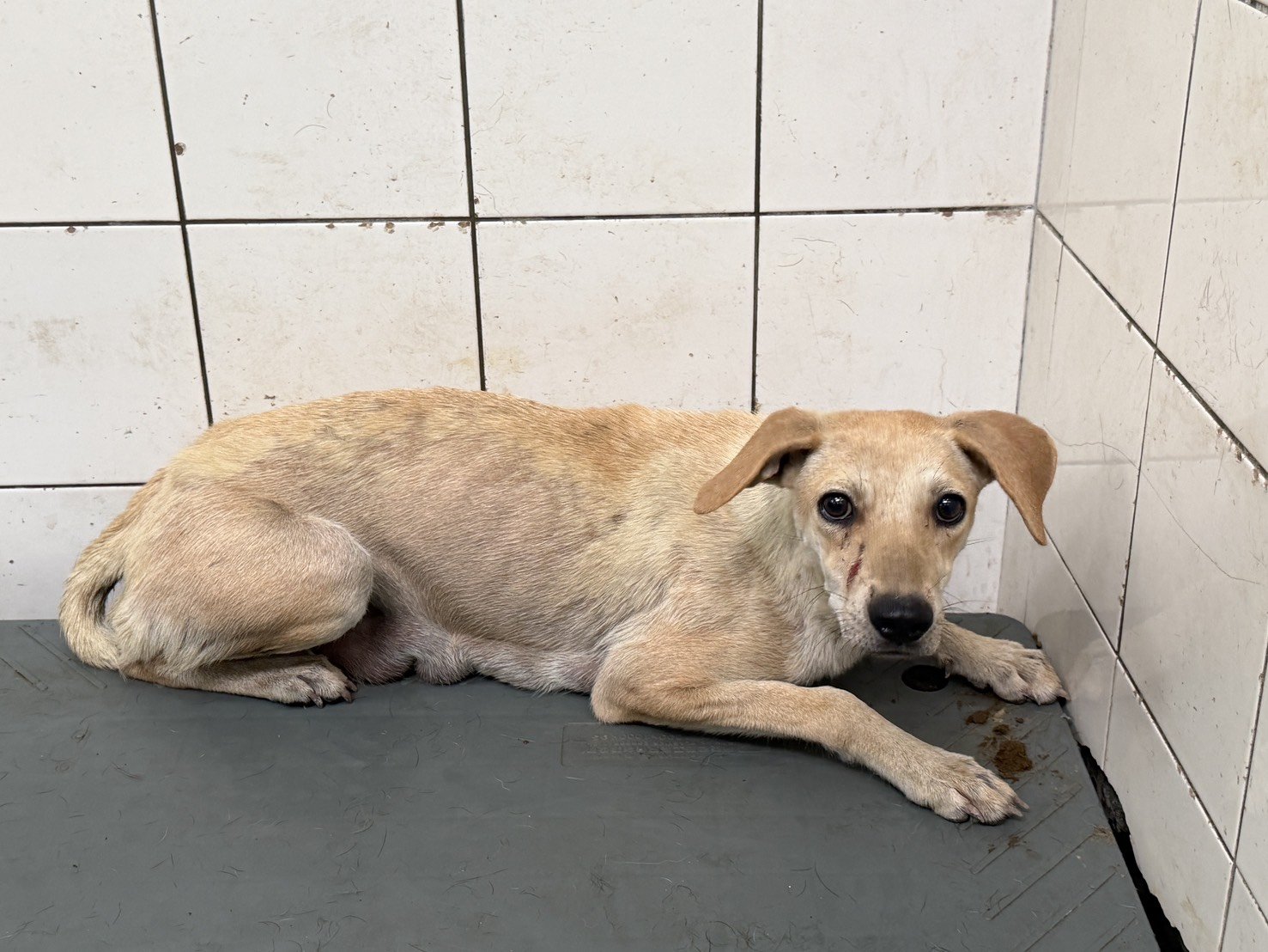 混種犬