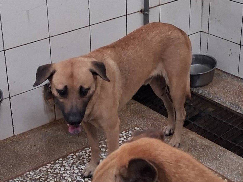 混種犬