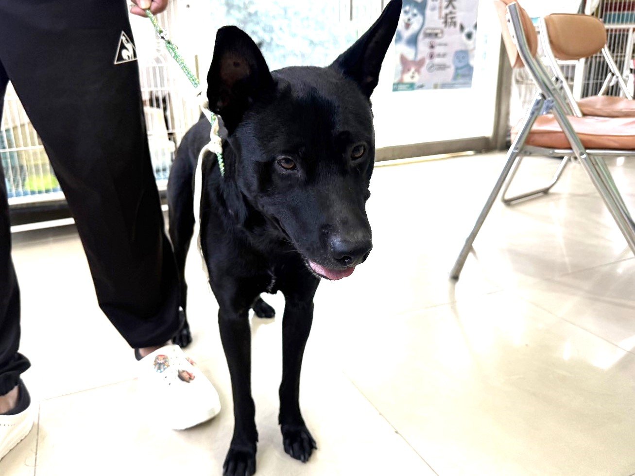混種犬