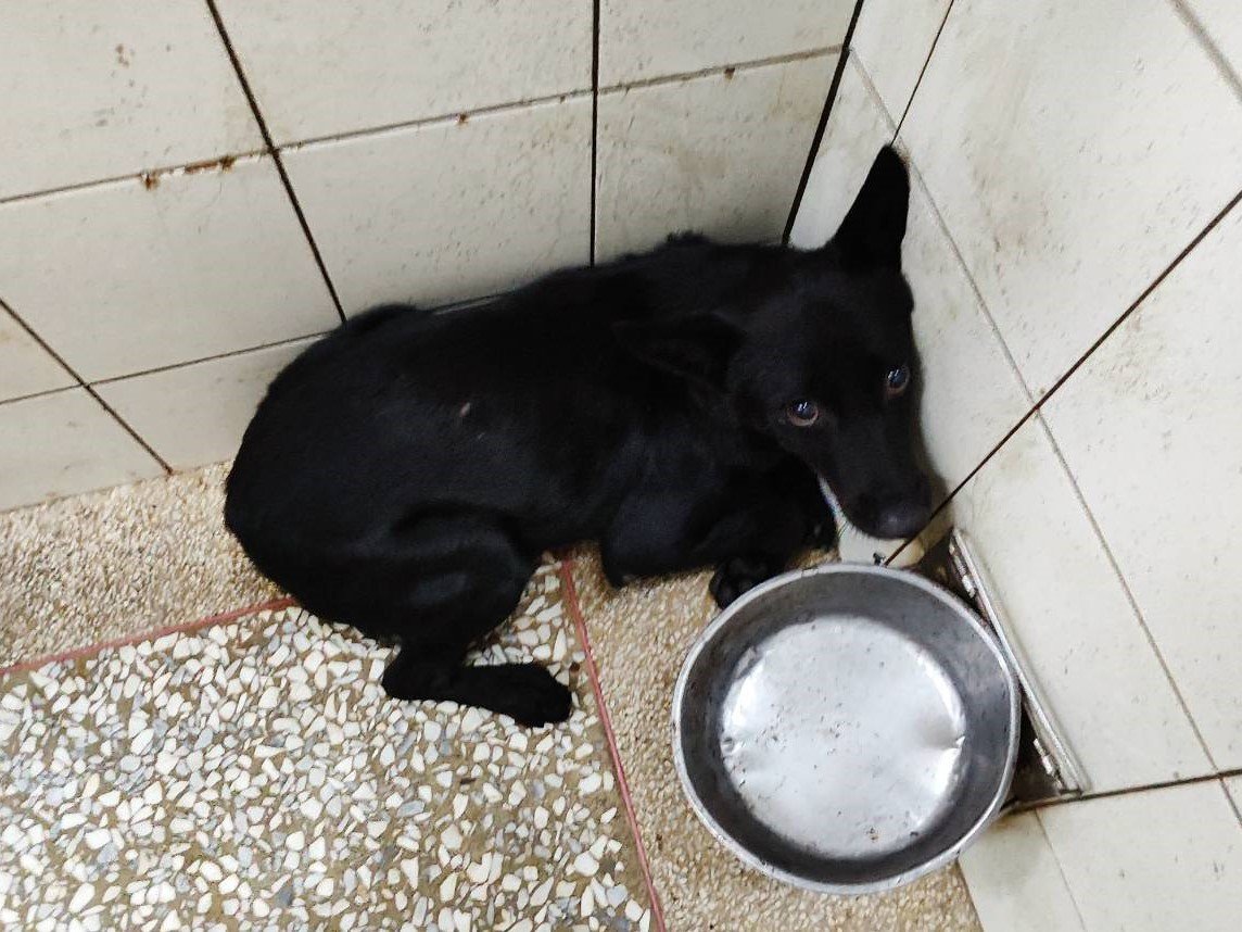 混種犬